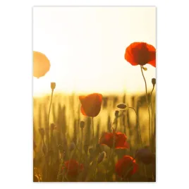 baner-70x100-maki-o-wschodzie-slonca