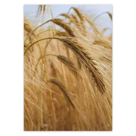 baner-70x100-klosy-z-ziarnami-zboze