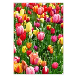 baner-70x100-kolorowe-tulipany-na-lace