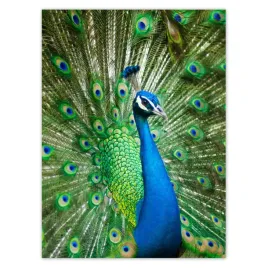 baner-100x135-paw-w-okresie-godowym