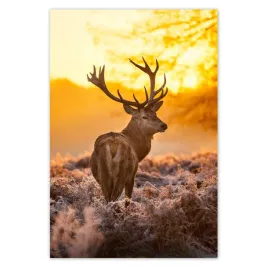 baner-125x185-jelen-o-wschodzie-slonca