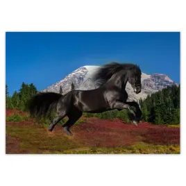 baner-100x70-ogier-fryzyjski-kon-konie