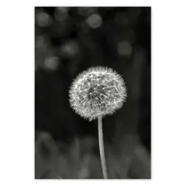 baner-125x185-dmuchawiec-kwiat-makro