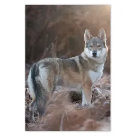 baner-135x200-wilk-wilki-wolf