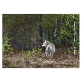 baner-100x70-wilk-wilki-wolf