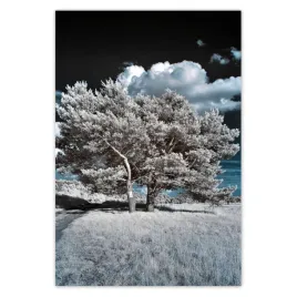 baner-125x185-drzewko