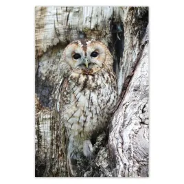 baner-80x120-sowa-w-naturze-drewno