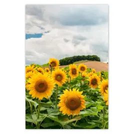 baner-80x120-pejzaz-ze-slonecznikami