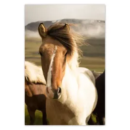baner-80x120-dzikie-konie
