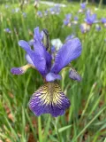 irys-syberyjski-peacock-butterfly-iris-banish-misfortune