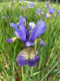 irys-syberyjski-peacock-butterfly-iris-banish-misfortune