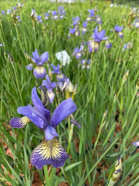 irys-syberyjski-peacock-butterfly-iris-banish-misfortune-roslina-w-postaci-sadzonka-z-golym-korzeniem