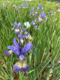 irys-syberyjski-peacock-butterfly-iris-banish-misfortune-roslina-w-postaci-sadzonka-z-golym-korzeniem