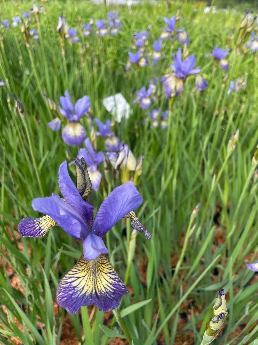 irys-syberyjski-peacock-butterfly-iris-banish-misfortune-rodzaj-rosliny-inny
