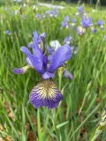 irys-syberyjski-peacock-butterfly-iris-banish-misfortune-rodzaj-rosliny-inny-kod-producenta-wodne-rosliny-pl