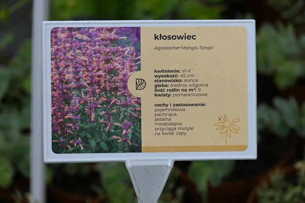 klosowiec-mango-tango-agastache