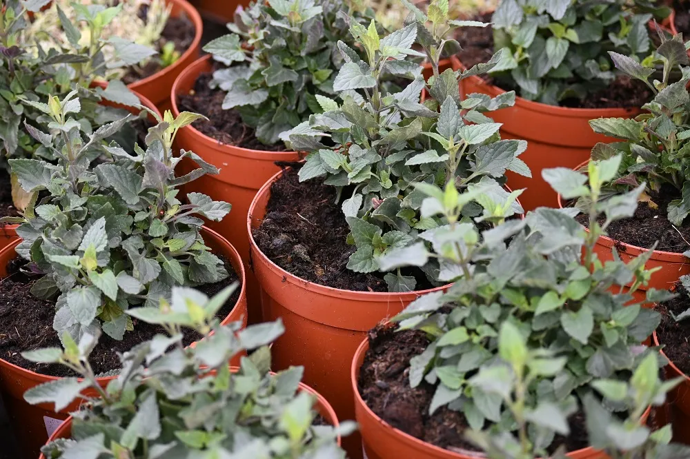 klosowiec-mango-tango-agastache-rodzaj-rosliny-inny