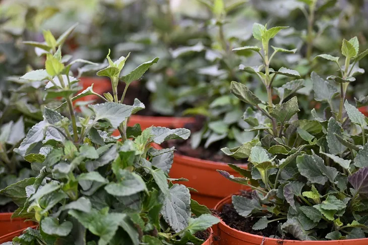 klosowiec-mango-tango-agastache-kolor-kwiatow-pomaranczowe