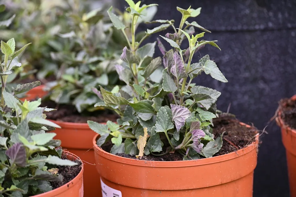 klosowiec-mango-tango-agastache-rodzaj-rosliny-inny