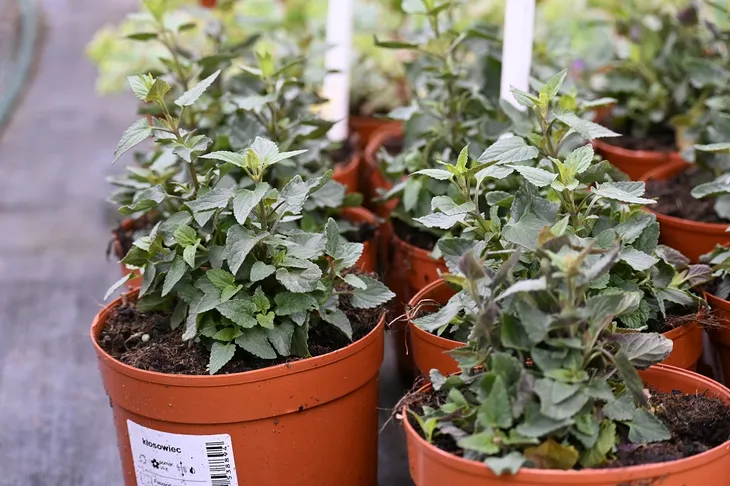 klosowiec-mango-tango-agastache-styl-ogrod-nowoczesny