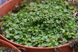 mieta-korsykanska-mentha-requienii