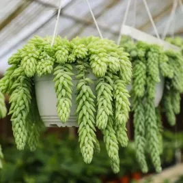 sedum-morganianum-magnum-piekne-zwisajace-warkocze