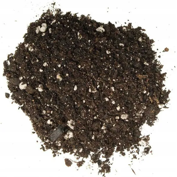 crassula-perforata-grubosz-dziurkowany-sukulent-cechy-charakterystyczne-lubiace-slonce-proste-w-pielegnacji-rzadko-spotykane