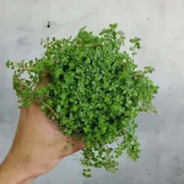 pilea-depressa-drobne-zielone-liscie-maluch