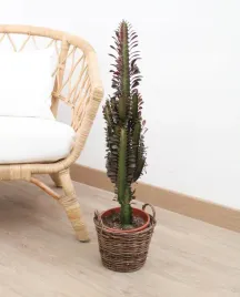 duza-euphorbia-trigona-rubra-wilczomlecz-trojzebrowy