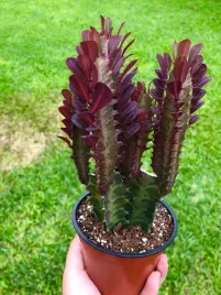 euphorbia-trigona-rubra-wilczomlecz-trojzebrowy