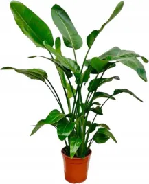 piekna-wielka-strelitzia-nicolai-strelicja-biala-xxl