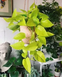 epipremnum-golden-photos-neon-piekne-duze-pnacze