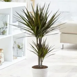 dracena-marginata-magenta-na-pniu-dracena-obrzezona