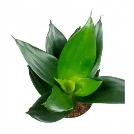 sansewieria-sansevieria-hahnii-black-ciekawy-sukulent