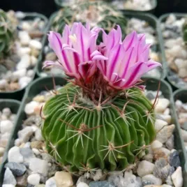 echinofossulocactus-multicostatus-kaktus-falisty