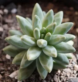 pachyphytum-compactum-fitkai-green-uroczy-maluch