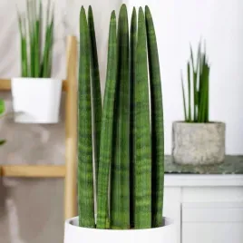 piekna-sansewieria-cylindryczna-wezownica-rakiet-r-l-latwa-uprawa