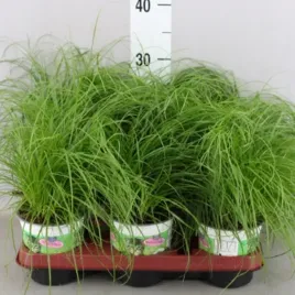 trawa-dla-kota-koci-przysmak-cyperus-zumula-papirus-12o-30cm