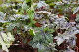 tiarella-sugar-and-spice-tiarella