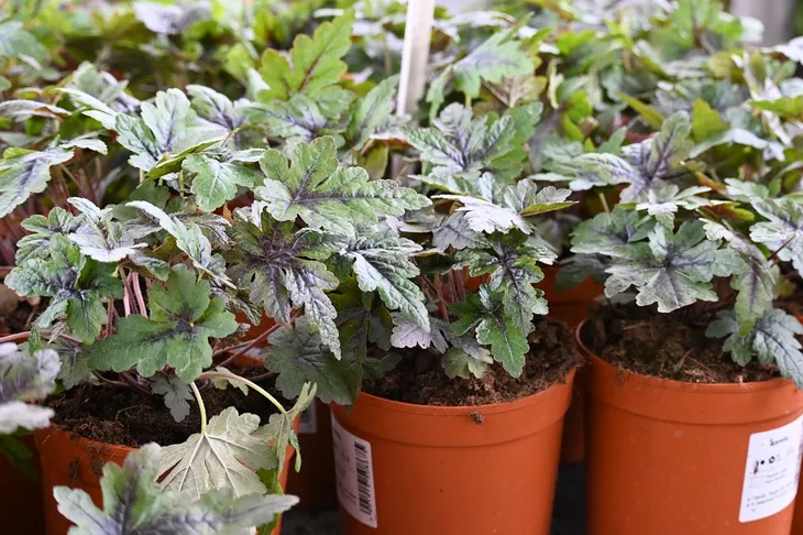 tiarella-sugar-and-spice-tiarella-styl-ogrod-nowoczesny