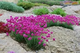 zawciag-nadmorski-rozowy-splendens-w-doniczce-p9-na-skalniak-do-ogrodu