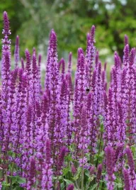 szalwia-omszona-rozowa-amethyst-sadzonka-w-p9-do-ogrodu-dlugo-kwitnie-taras