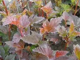 pecherznica-kalinolistna-czerwona-zdechovice-w-p9-do-ogrodu-na-zywoplot