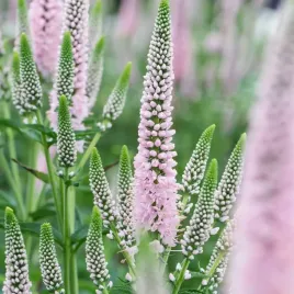 przetacznik-klosowy-rozowy-rozowy-first-choice-sadzonkja-w-p11-do-ogrodu