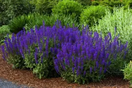 szalwia-omszona-fioletowa-night-field-sadzonka-p11-do-ogrodu-taras-piekna