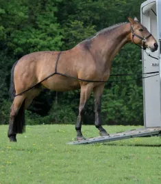 uwiaz-do-zaladunku-dla-koni-waldhausen-czarny