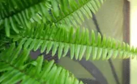 paproc-stojaca-nephrolepsis-szable