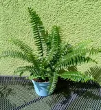 paproc-stojaca-nephrolepsis-szable-waga-z-opakowaniem-1-kg