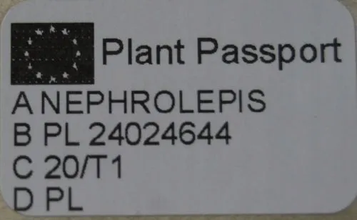 paproc-boston-nephrolepsis-waga-z-opakowaniem-1-kg