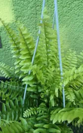 paproc-boston-nephrolepsis